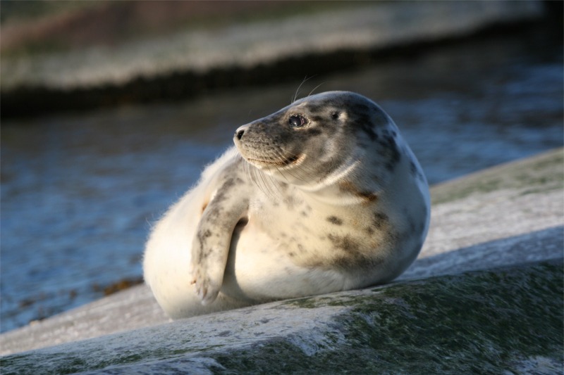 A resident at Bengtskär - Seal in April