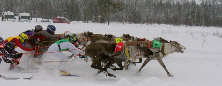 Finland in Spring - Inari Reindeer Racing Championships